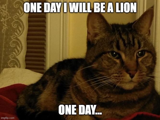  ONE DAY I WILL BE A LION; ONE DAY... | image tagged in ambition cat | made w/ Imgflip meme maker
