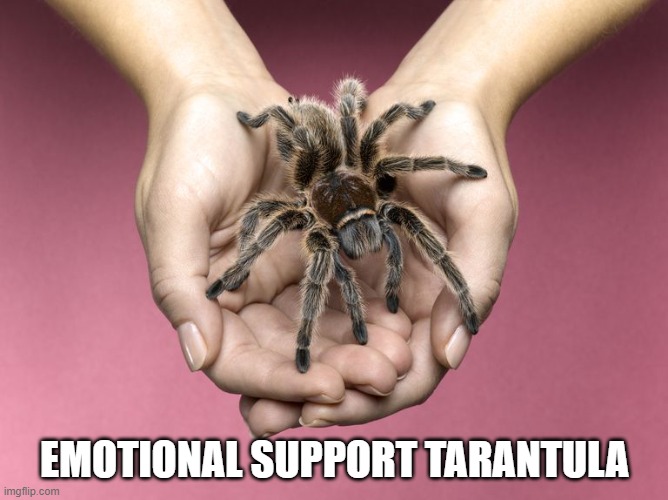 Emotional Support Tarantula | EMOTIONAL SUPPORT TARANTULA | image tagged in friends,spider,pet,emotional support | made w/ Imgflip meme maker