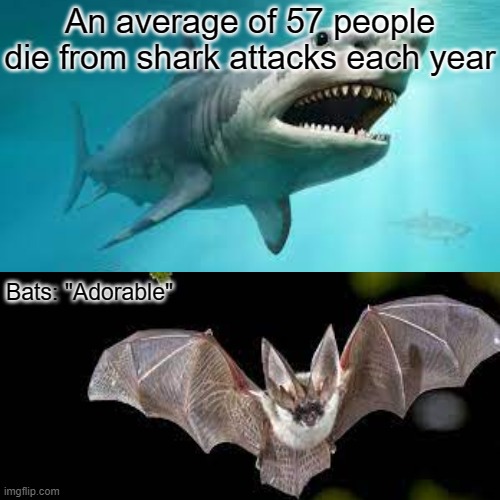 OOf | An average of 57 people die from shark attacks each year; Bats: "Adorable" | image tagged in oof,ooof | made w/ Imgflip meme maker