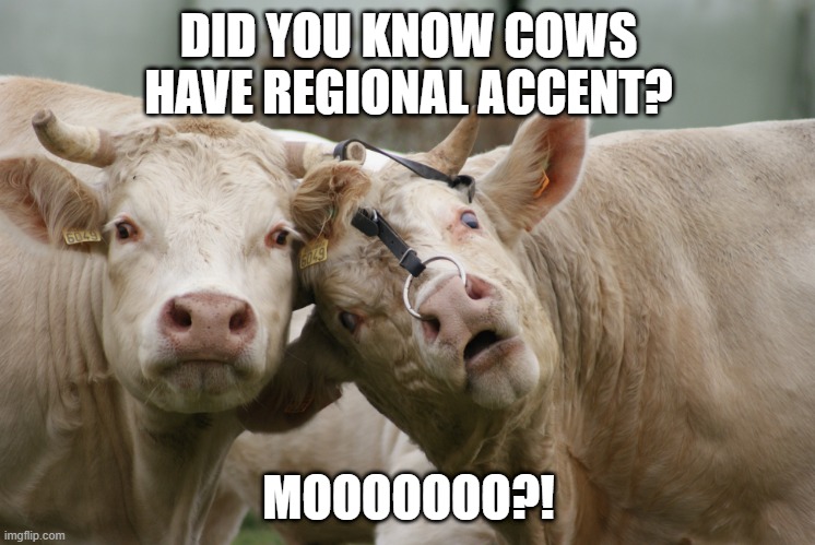 Funny cow image
