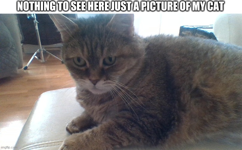 NOTHING TO SEE HERE JUST A PICTURE OF MY CAT | made w/ Imgflip meme maker