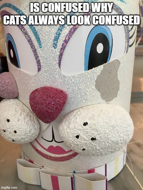 IS CONFUSED WHY CATS ALWAYS LOOK CONFUSED | made w/ Imgflip meme maker