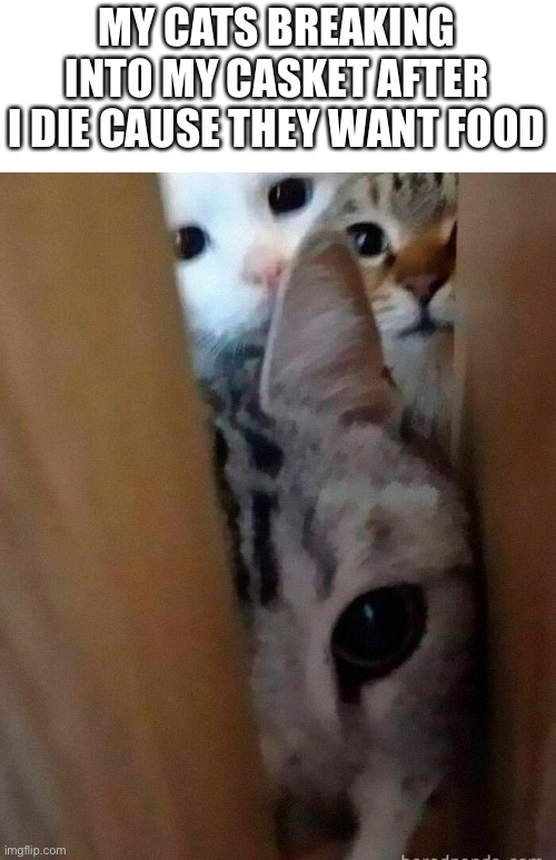 Cats.... do I really need to say more? | MY CATS BREAKING INTO MY CASKET AFTER I DIE CAUSE THEY WANT FOOD | image tagged in cats,casket,hungry cat | made w/ Imgflip meme maker