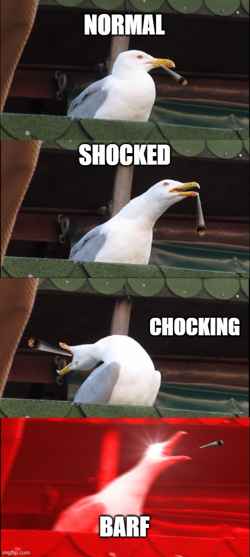 Inhaling Seagull | NORMAL; SHOCKED; CHOCKING; BARF | image tagged in memes,inhaling seagull | made w/ Imgflip meme maker