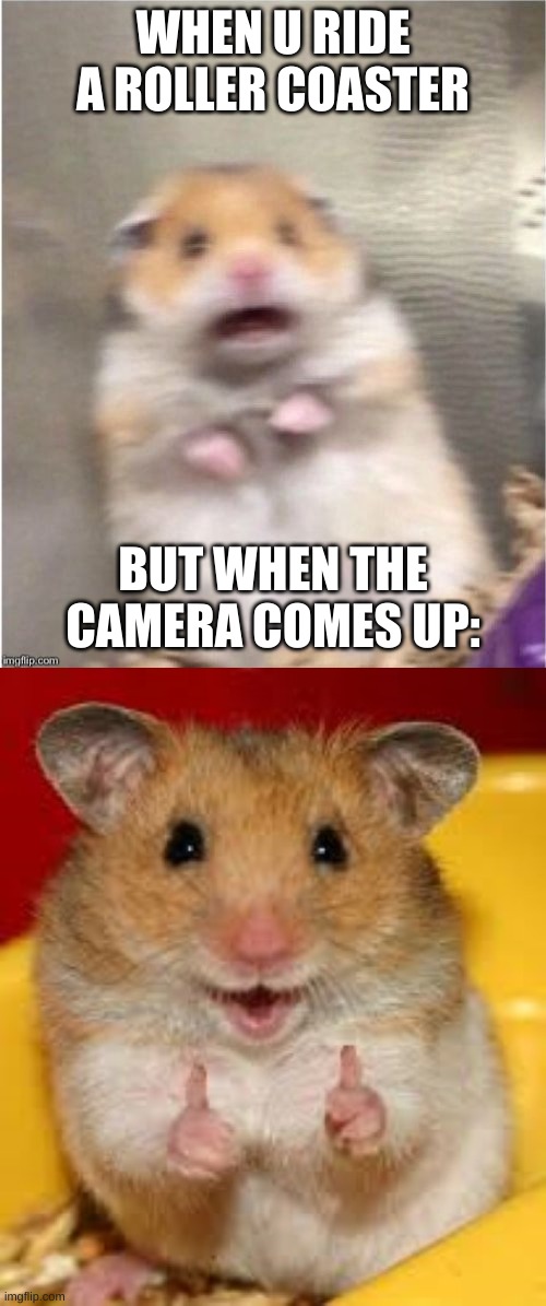 Roller Coasters | WHEN U RIDE A ROLLER COASTER; BUT WHEN THE CAMERA COMES UP: | image tagged in scared hamster,thumbs up hamster | made w/ Imgflip meme maker