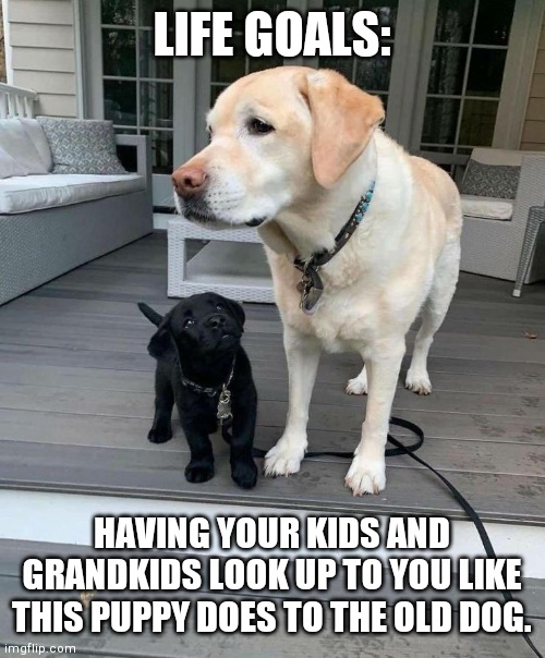 Dogs young puppy looks up to older dog | LIFE GOALS:; HAVING YOUR KIDS AND GRANDKIDS LOOK UP TO YOU LIKE THIS PUPPY DOES TO THE OLD DOG. | image tagged in dogs young puppy looks up to older dog | made w/ Imgflip meme maker