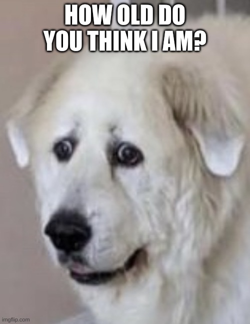 everyone knows XD | HOW OLD DO YOU THINK I AM? | image tagged in nervous dog | made w/ Imgflip meme maker