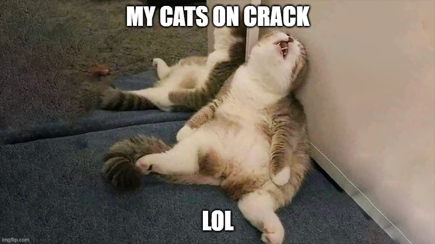 bruver | MY CATS ON CRACK; LOL | image tagged in cats,funny cats,crackhead | made w/ Imgflip meme maker