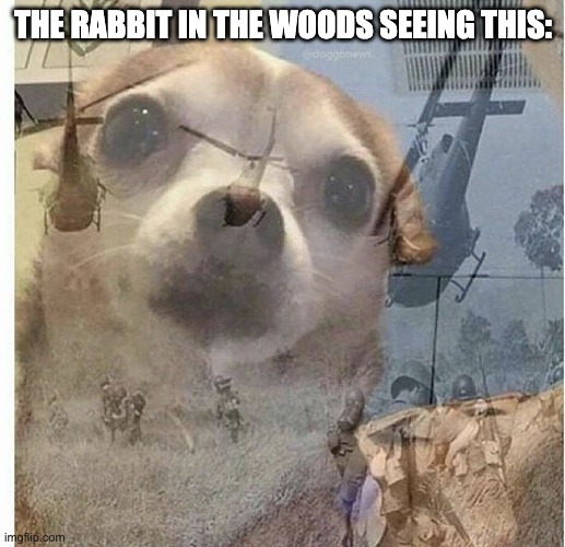 PTSD Chihuahua | THE RABBIT IN THE WOODS SEEING THIS: | image tagged in ptsd chihuahua | made w/ Imgflip meme maker