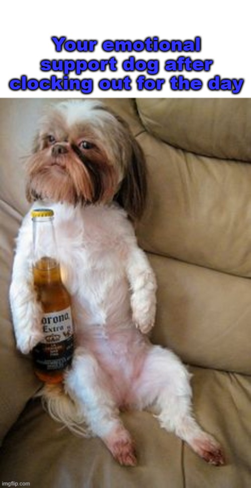 When your emotional support dog needs emotional support | Your emotional support dog after clocking out for the day | image tagged in memes,therapy,emotional,beer,funny dog memes | made w/ Imgflip meme maker