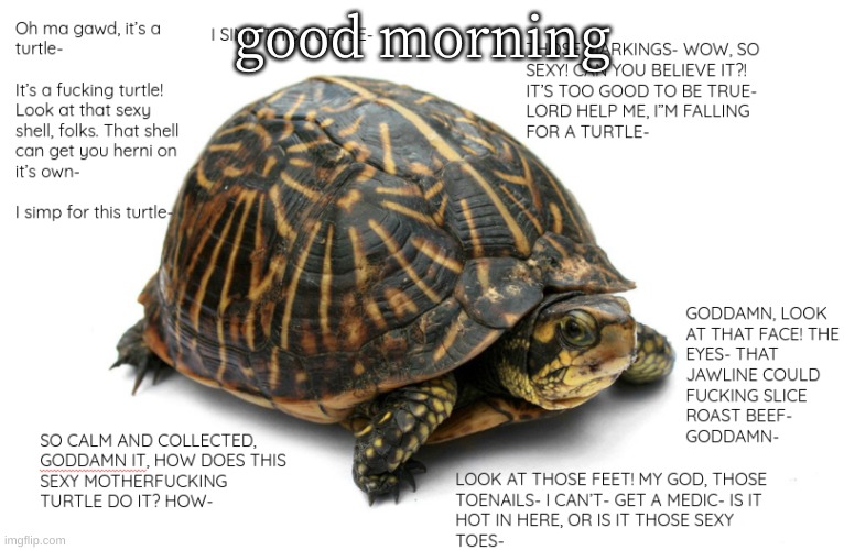 turtle | good morning | image tagged in turtle | made w/ Imgflip meme maker