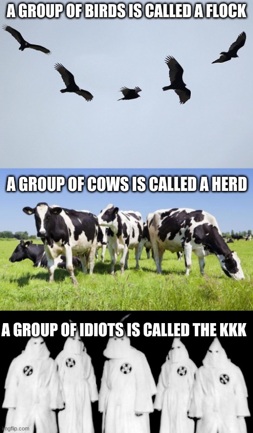 A GROUP OF BIRDS IS CALLED A FLOCK; A GROUP OF COWS IS CALLED A HERD; A GROUP OF IDIOTS IS CALLED THE KKK | image tagged in ku klux klan,racism | made w/ Imgflip meme maker
