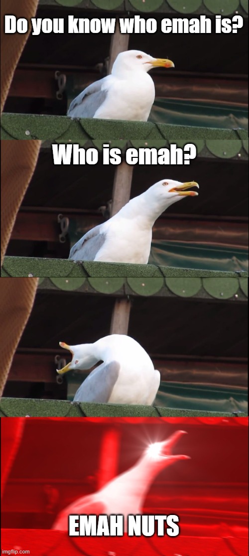 feel free to use this | Do you know who emah is? Who is emah? EMAH NUTS | image tagged in memes,inhaling seagull | made w/ Imgflip meme maker