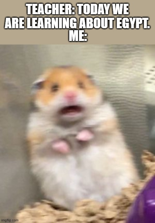 TEACHER: TODAY WE ARE LEARNING ABOUT EGYPT. ME: | image tagged in scared hamster | made w/ Imgflip meme maker