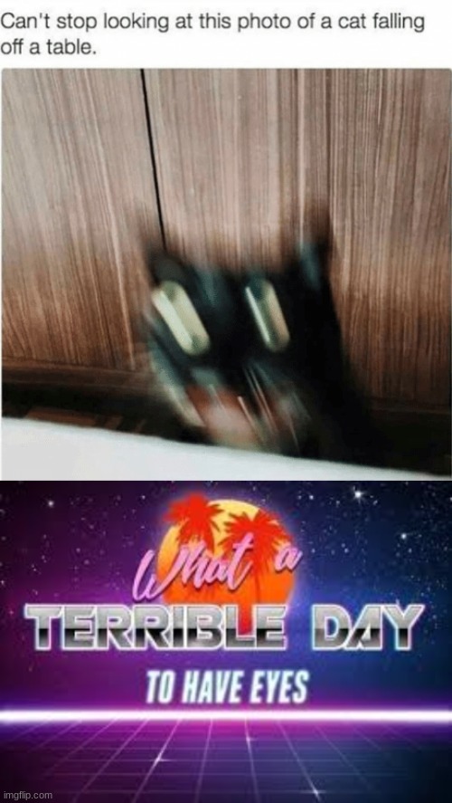 Cat Go BRRRRR | image tagged in what a terrible day to have eyes,cursed image,cats,lol | made w/ Imgflip meme maker