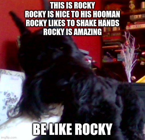 THIS IS ROCKY
ROCKY IS NICE TO HIS HOOMAN
ROCKY LIKES TO SHAKE HANDS
ROCKY IS AMAZING BE LIKE ROCKY | made w/ Imgflip meme maker