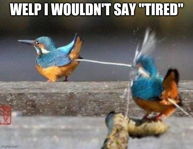 Bird poops in other bird's face | WELP I WOULDN'T SAY "TIRED" | image tagged in bird poops in other bird's face | made w/ Imgflip meme maker