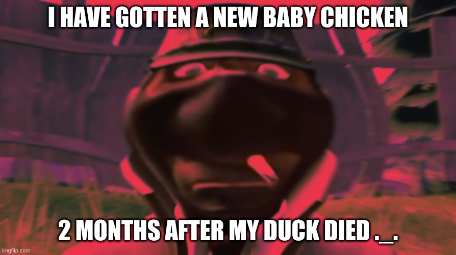 aaaaaaaaaaaaaaaaaaaaaaaaaaaaaaaaaaaaaaaaaaaa | I HAVE GOTTEN A NEW BABY CHICKEN; 2 MONTHS AFTER MY DUCK DIED ._. | image tagged in spy looking | made w/ Imgflip meme maker