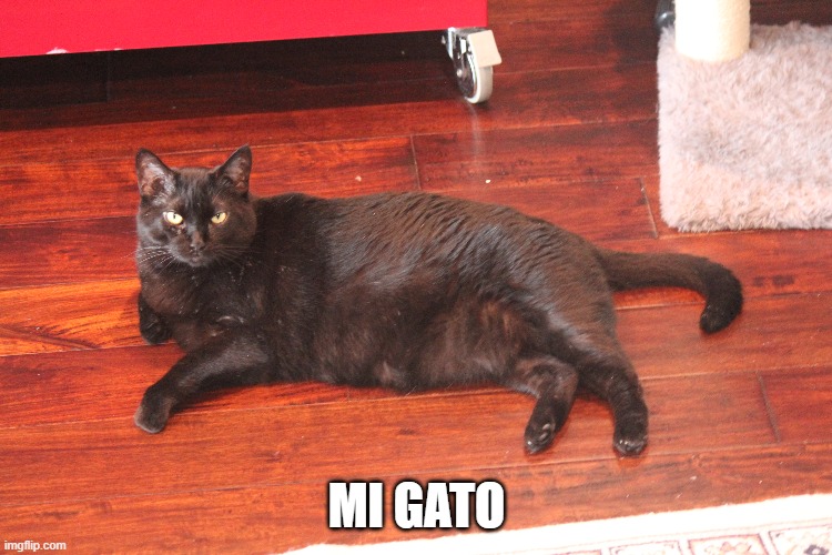 mii gatooo | MI GATO | image tagged in cats | made w/ Imgflip meme maker