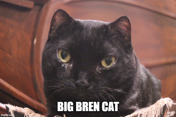 big bren | BIG BREN CAT | image tagged in big brain | made w/ Imgflip meme maker