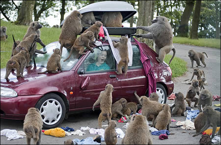 image tagged in animals,funny