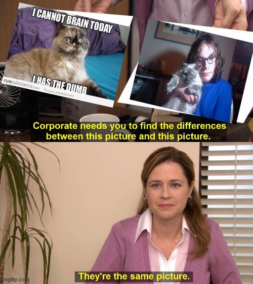 derp cats | image tagged in they are the same picture | made w/ Imgflip meme maker