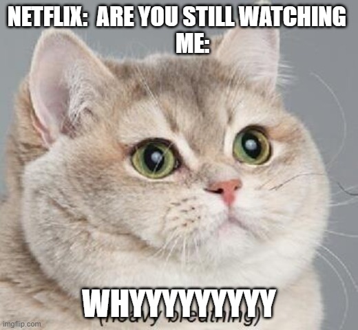 Heavy Breathing Cat | NETFLIX:  ARE YOU STILL WATCHING 
      ME:; WHYYYYYYYYY | image tagged in memes,heavy breathing cat | made w/ Imgflip meme maker