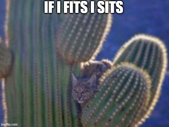 If I fits I sits | IF I FITS I SITS | image tagged in funny cats,cactus | made w/ Imgflip meme maker