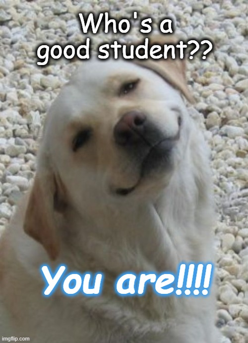 I don't believe you doggo | Who's a good student?? You are!!!! | image tagged in i don't believe you doggo | made w/ Imgflip meme maker
