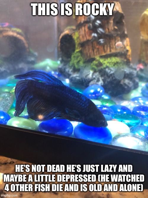 THIS IS ROCKY HE’S NOT DEAD HE’S JUST LAZY AND MAYBE A LITTLE DEPRESSED (HE WATCHED 4 OTHER FISH DIE AND IS OLD AND ALONE) | made w/ Imgflip meme maker