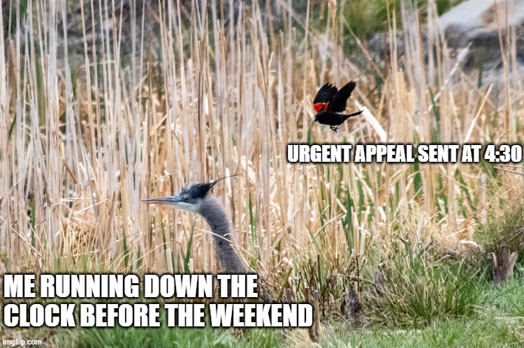 This is going to hurt | URGENT APPEAL SENT AT 4:30; ME RUNNING DOWN THE CLOCK BEFORE THE WEEKEND | image tagged in sucker punch inbound,angry birds,worldstar,insurance | made w/ Imgflip meme maker