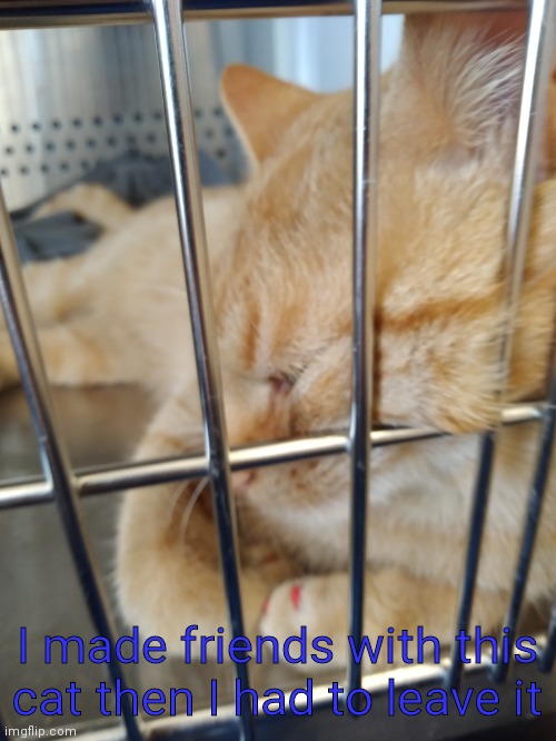 . | I made friends with this cat then I had to leave it | image tagged in o | made w/ Imgflip meme maker