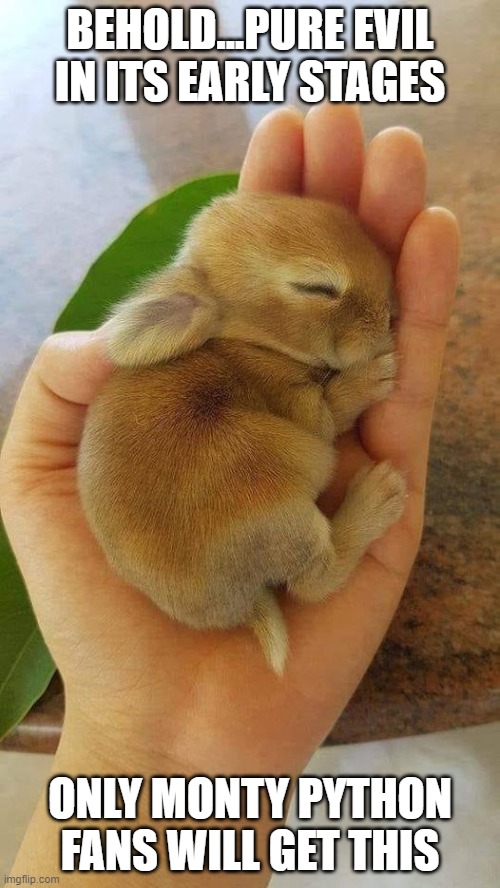 Evil Baby Bunny |  BEHOLD...PURE EVIL IN ITS EARLY STAGES; ONLY MONTY PYTHON FANS WILL GET THIS | image tagged in evil baby bunny | made w/ Imgflip meme maker