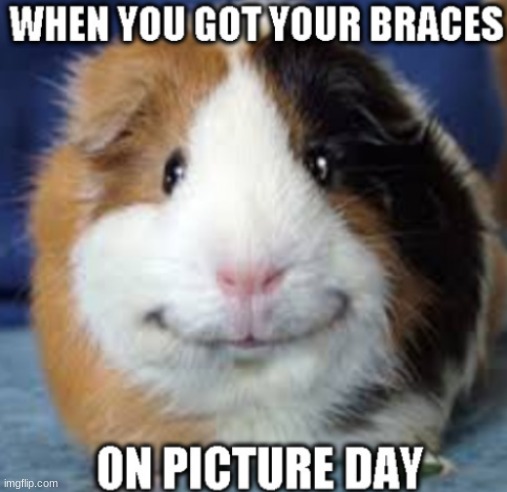 image tagged in guinea pig,braces,picture day,brace yourselves | made w/ Imgflip meme maker