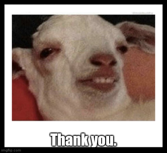 Stoned Goat | Thank you. | image tagged in stoned goat | made w/ Imgflip meme maker