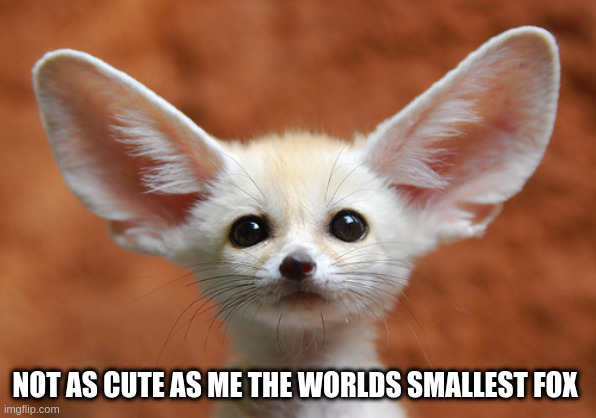 Fennec Fox | NOT AS CUTE AS ME THE WORLDS SMALLEST FOX | image tagged in fennec fox | made w/ Imgflip meme maker