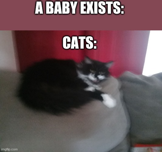 ANGERY | A BABY EXISTS:; CATS: | image tagged in angery cat | made w/ Imgflip meme maker