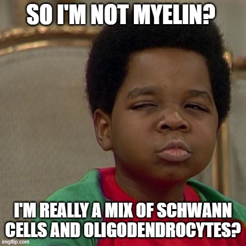 Different strokes  | SO I'M NOT MYELIN? I'M REALLY A MIX OF SCHWANN CELLS AND OLIGODENDROCYTES? | image tagged in different strokes | made w/ Imgflip meme maker