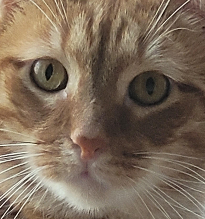 High Quality cat stare Blank Meme Template