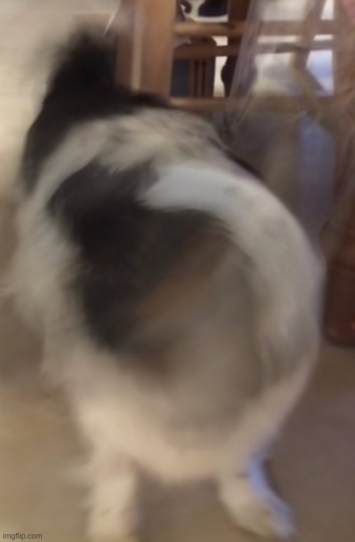 Tried to take a pic of my dog | made w/ Imgflip meme maker