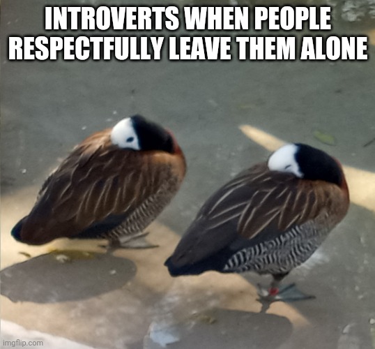 Introverted Ducks | INTROVERTS WHEN PEOPLE RESPECTFULLY LEAVE THEM ALONE | image tagged in sleepy duck | made w/ Imgflip meme maker