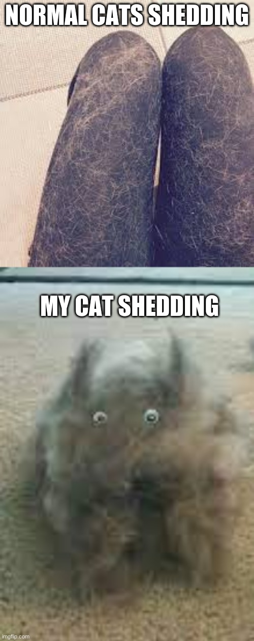 we've all been there | NORMAL CATS SHEDDING; MY CAT SHEDDING | image tagged in cats,shed,cat fur,why can't you just be normal | made w/ Imgflip meme maker