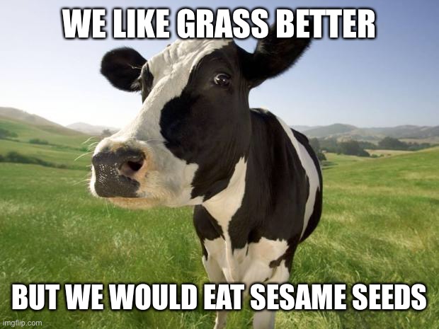 cow | WE LIKE GRASS BETTER BUT WE WOULD EAT SESAME SEEDS | image tagged in cow | made w/ Imgflip meme maker