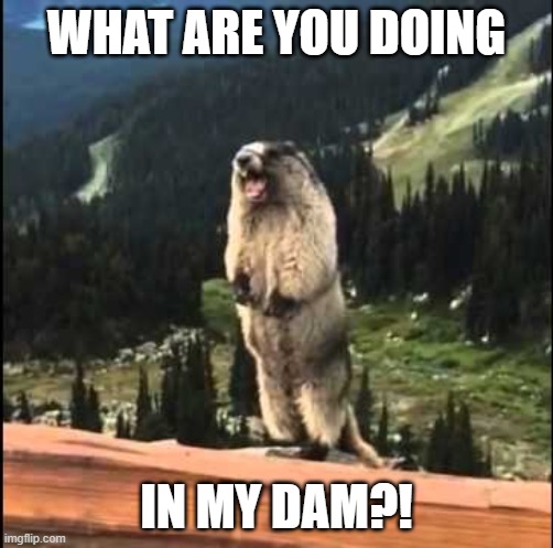 Get outta my DAMN DAM!! | WHAT ARE YOU DOING; IN MY DAM?! | image tagged in screaming beaver,memes | made w/ Imgflip meme maker