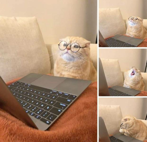 High Quality Cat wearing glasses with laptop computer Blank Meme Template