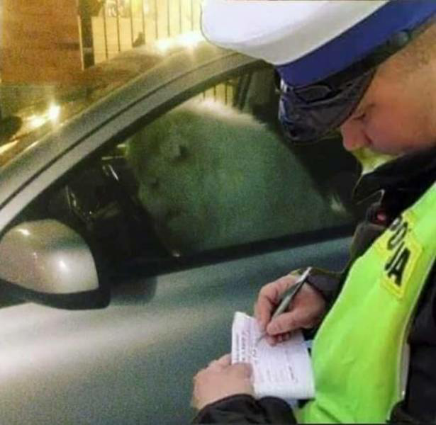 Cop writing ticket for dog in cars Blank Meme Template
