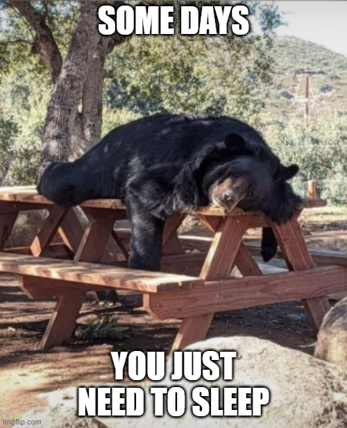 Bear Resting | SOME DAYS; YOU JUST NEED TO SLEEP | image tagged in sleep | made w/ Imgflip meme maker