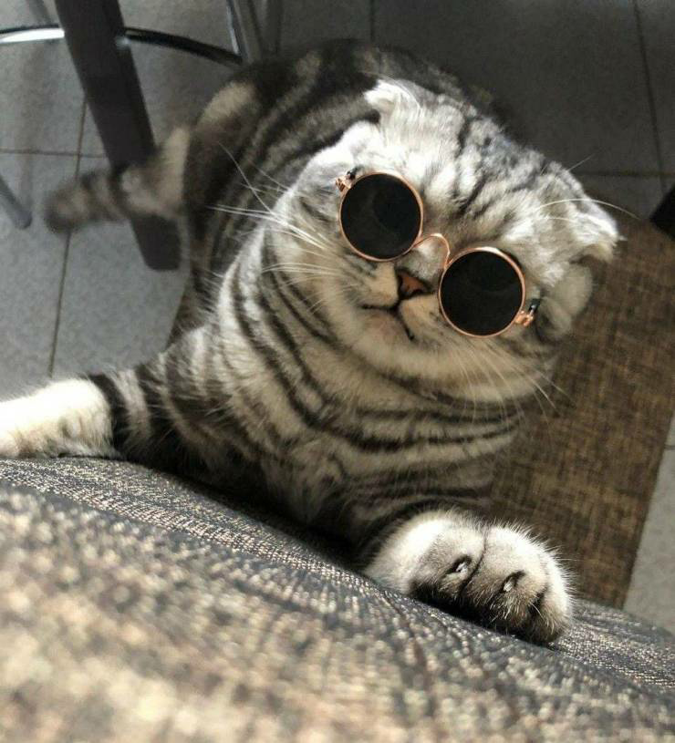 Cat wearing sunglasses Blank Meme Template