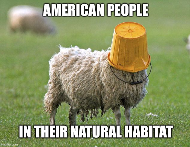 stupid sheep | AMERICAN PEOPLE; IN THEIR NATURAL HABITAT | image tagged in stupid sheep | made w/ Imgflip meme maker