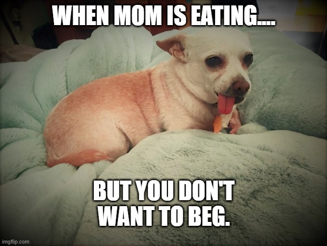 no begging | WHEN MOM IS EATING.... BUT YOU DON'T WANT TO BEG. | image tagged in dog,hungry | made w/ Imgflip meme maker